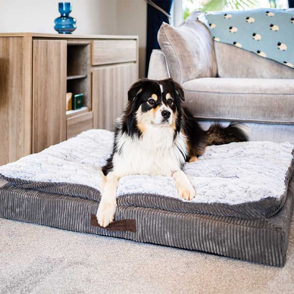 Dog foam clearance mattress