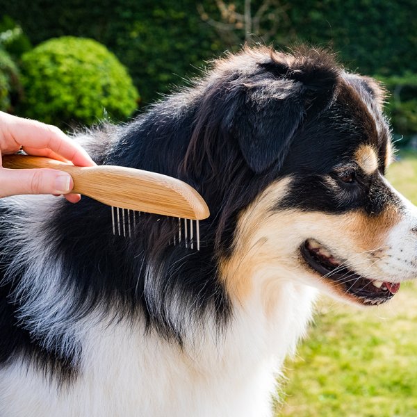 Rotating dog clearance brush